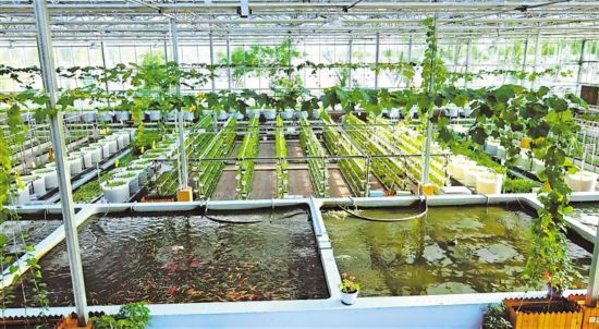 寧夏 讓更多優質水產品“游”向千家萬戶