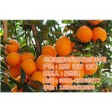 柳州菠蘿產業與鵬瑞農業開發 菠蘿特性解析及農業開發實踐