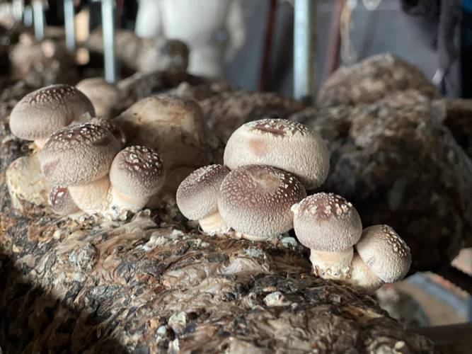綠色吳起紅色行——特色農業開發點亮群眾增收致富路